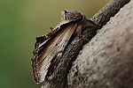 Birken-Zahnspinner (Pheosia gnoma)