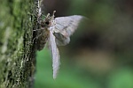 Palpenspinner (Pterostoma palpina)