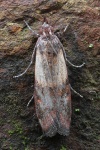 Drrobstmotte (Plodia interpunctella)