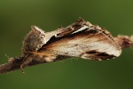 Birken-Zahnspinner (Pheosia gnoma)