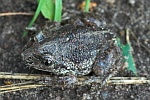 Knoblauchkrte (Pelobates fuscus)