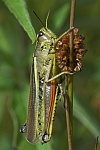 Sumpfschrecke (Stethophyma grossum)
