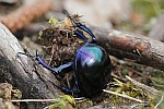 Frhlingsmistkfer (Geotrupes vernalis)