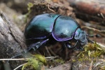 Frhlingsmistkfer (Geotrupes vernalis)