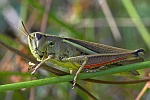 Sumpfschrecke (Stethophyma grossum)