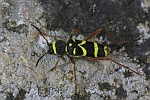 Gemeiner Widderbock (Clytus arietis)