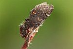 Dromedar-Zahnspinner (Notodonta dromedarius)