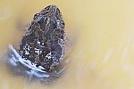 Knoblauchkrte (Pelobates fuscus)