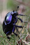 Frhlingsmistkfer (Geotrupes vernalis)