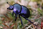 Frhlingsmistkfer (Geotrupes vernalis)