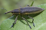 Schierlingsrssler (Lixus iridis)