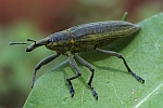 Schierlingsrssler (Lixus iridis)