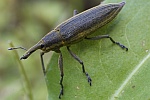 Schierlingsrssler (Lixus iridis)
