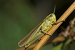 Sumpfschrecke (Stethophyma grossum)
