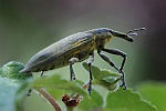 Schierlingsrssler (Lixus iridis)