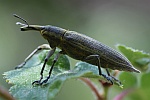 Schierlingsrssler (Lixus iridis)