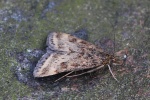 Olivbraune Znsler (Pyrausta despicata)