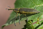 Schierlingsrssler (Lixus iridis)