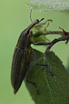 Schierlingsrssler (Lixus iridis)