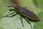 Schierlingsrssler (Lixus iridis)