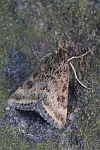 Olivbraune Znsler (Pyrausta despicata)