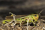 Sumpfschrecke (Stethophyma grossum)