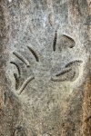 Eichenprozessionsspinner (Thaumetopoea processionea)
