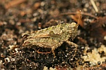 Langfhler-Dornschrecke (Tetrix tenuicornis)
