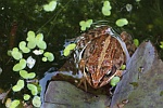 Moorfrosch (Rana arvalis)