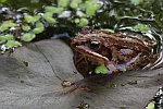 Moorfrosch (Rana arvalis)