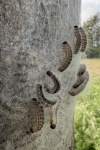 Eichenprozessionsspinner (Thaumetopoea processionea)