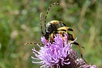 Gefleckter Schmalbock (Rutpela maculata)