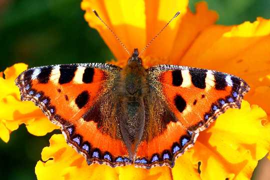 Kleiner Fuchs (Aglais urticae)