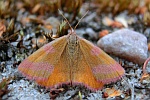 Ampfer-Purpurspanner (Lythria cruentaria)