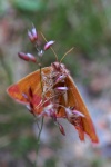 Ampfer-Purpurspanner (Lythria cruentaria)