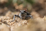 Groer Grauer Blattrandrssler (Sitona griseus)