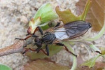 Alabasterfliege (Pamponerus germanicus)