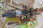 Alabasterfliege (Pamponerus germanicus)