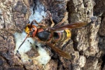 Hornisse (Vespa crabro)