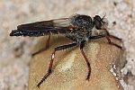 Alabasterfliege (Pamponerus germanicus)