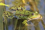 Teichfrosch (Rana esculenta)