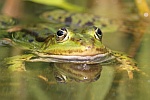 Teichfrosch (Rana esculenta)