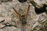 Haus-Feldwespe (Polistes dominula)