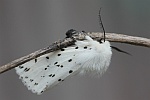 Weiße Tigermotte (Spilosoma lubricipeda)