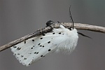 Weie Tigermotte (Spilosoma lubricipeda)