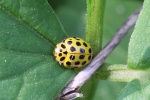 Zweiundzwanzigpunkt-Marienkfer (Psyllobora vigintiduopunctata)
