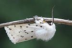 Weie Tigermotte (Spilosoma lubricipeda)