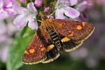 Goldznsler (Pyrausta aurata)