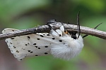 Weiße Tigermotte (Spilosoma lubricipeda)