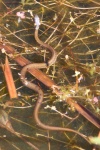 Ringelnatter (Natrix natrix)